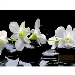 Baltos orchidėjos